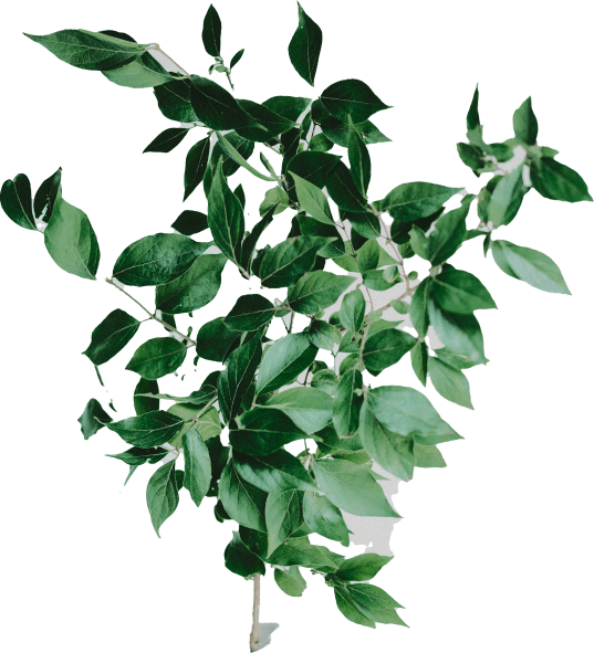 Ornament Top